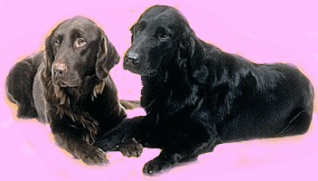 img13.gif